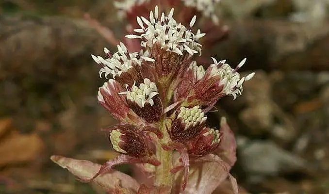 butterbur flower herb