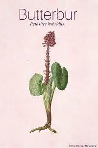 medicinal herb butterbur (Petasites hybridus)