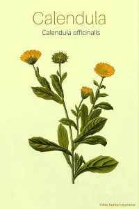 The Herb Calendula (Calendula officinalis)