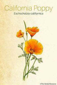 california poppy herb (Eschscholzia californica)