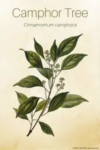 Camphor Tree – Medicinal Herb