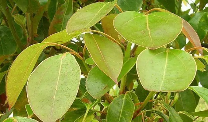 Camphor Tree Leaves