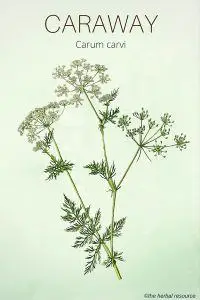 Caraway - Medicinal Herb