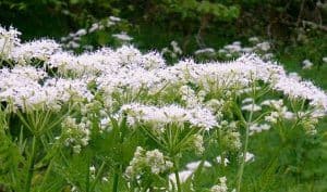 caraway herb