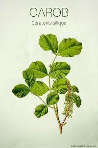 Carob (Ceratonia siliqua)