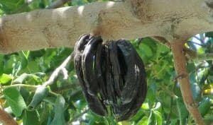 Carob Pods