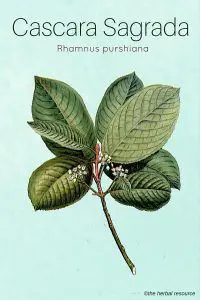 The Herb Cascara Sagrada (Rhamnus purshiana)