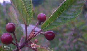 Cascara Sagrada Fruit