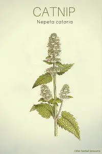 The Herb Catnip (Nepeta cataria)