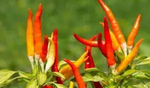 Cayenne Pepper Uses in Herbal Medicine