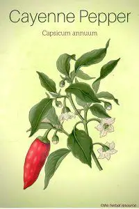 Cayenne Pepper (Capsicum annum)