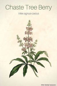 Chaste Tree Berry (Vitex agnus-castus)