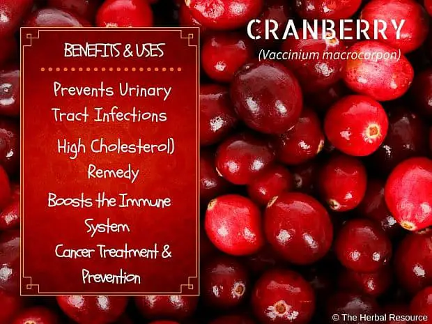cranberry benefits