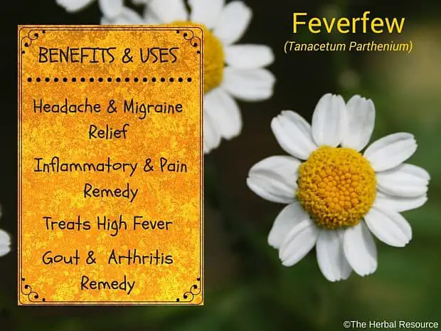 feverfew benefits