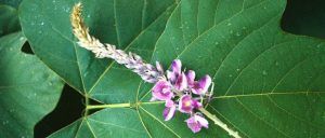 kudzu flower and leaf