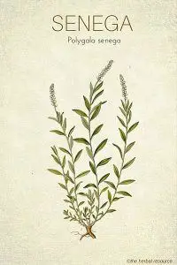 Medicinal Herb Senega Root (Polygala senega)