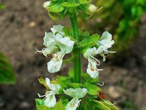 sweet basil flowers