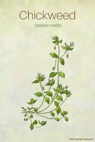 The Herb Chickweed (Stellaria media)