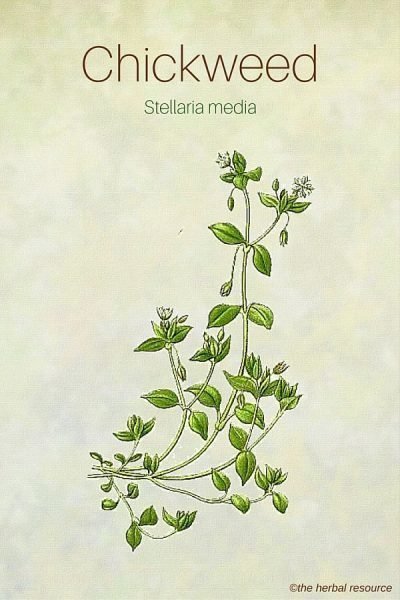 The Herb Chickweed (Stellaria media)