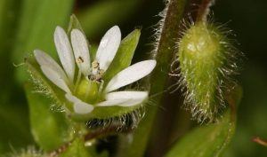 Chickweed Flower