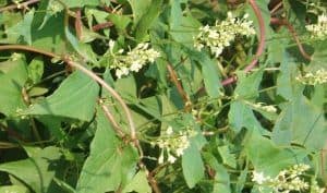 Chinese Knotweed or Fo-Ti (Polygonum multiflorum)