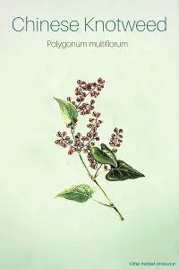 Chinese Knotweed (Polygonum multiflorum)