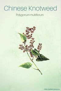 Chinese Knotweed (Polygonum multiflorum)