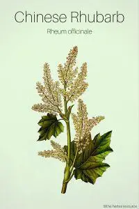 Chinese Rhubarb - Medicinal Herb