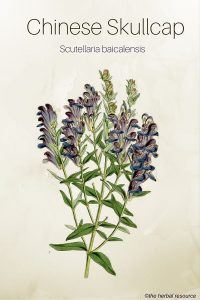 Chinese Skullcap Herb (Scutellaria baicalensis)