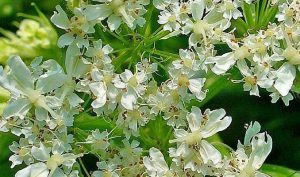 Cicely Flowers