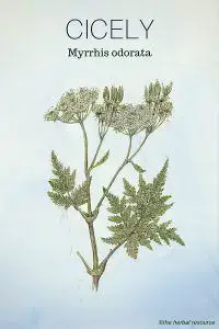 Cicely - Medicinal Herb