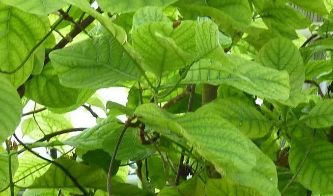Cinchona Leaves (Cinchona officinalis)