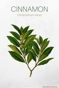 The Medicinal Herb Cinnamon (Cinnamomum verum)