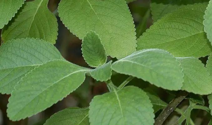 Coleus Forskohlii Uses in Herbal Medicine