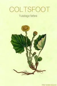 The Herb Coltsfoot (Tussilago farfara)