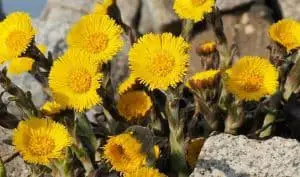 Coltsfoot - Herbal Remedy