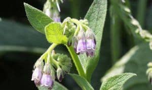 Comfrey Flowers - Herbal Remedy