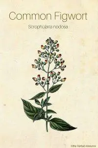 Common Figwort (Scrophularia nodosa)