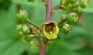 Common Figwort Flower