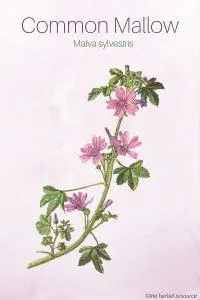 Common Mallow - Medicinal Herb