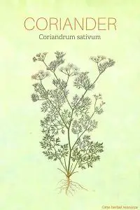 Coriander Herb (Coriandrum sativum)