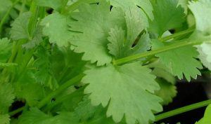 Coriander Uses as Herbal Medicine