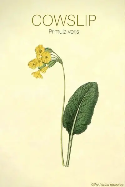 The Herb Cowslip (Primula veris)