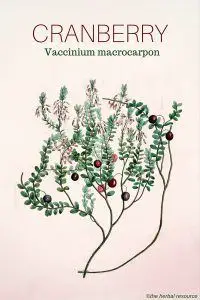 Cranberry - Medicinal Herb