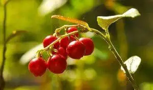 Cranberries - Herbal Remedy