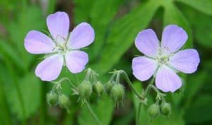 Cranesbill Flowers