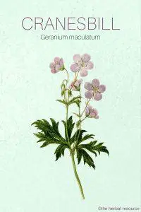 The Herb Cranesbill (Geranium maculatum)