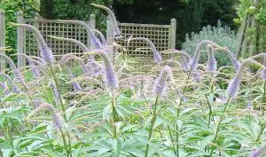 Culver’s Root as Herbal Remedy