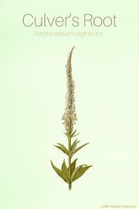 Culver’s Root - Medicinal Herb