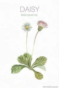 The Medicinal Herb Daisy